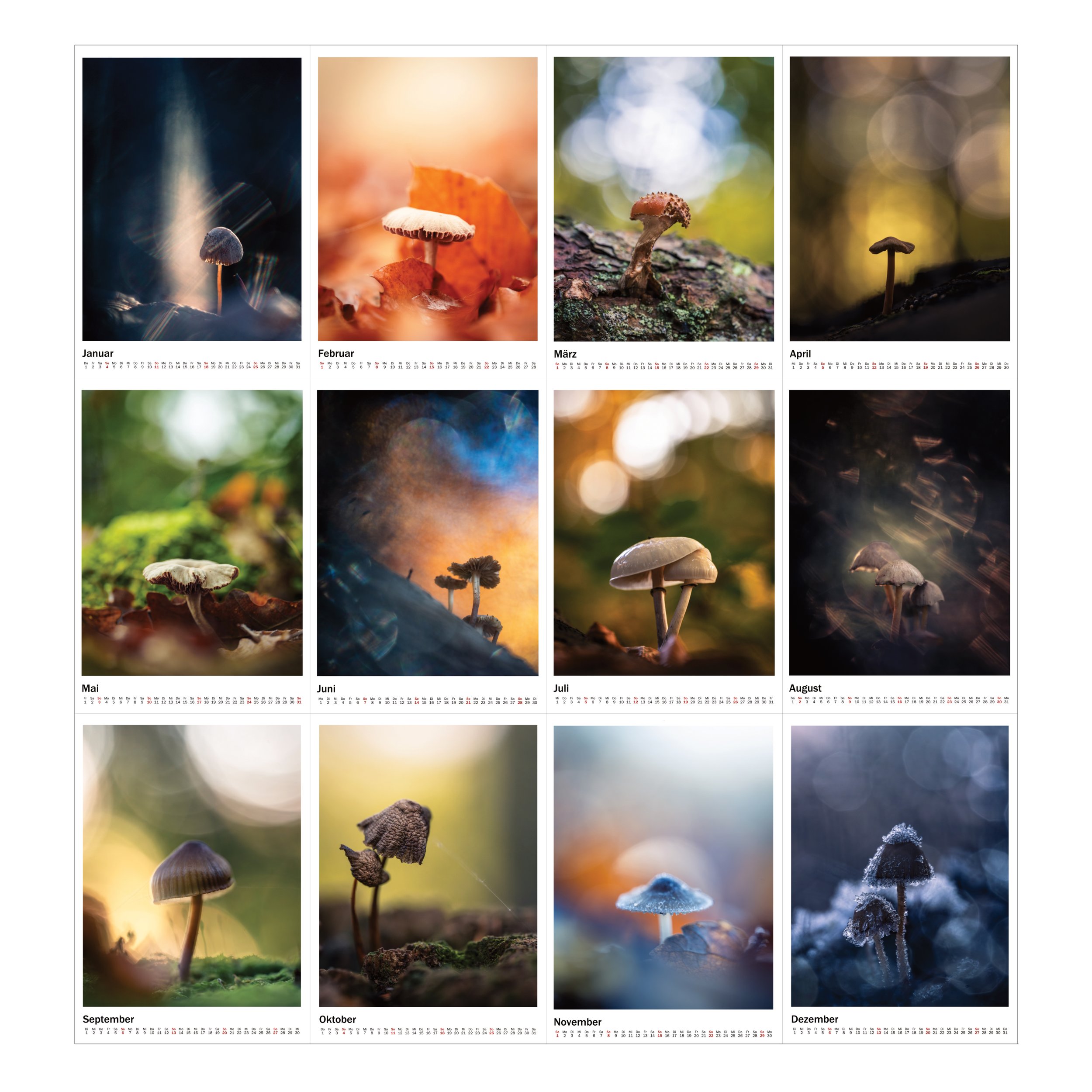 Pilzwelten-Kalender.jpg