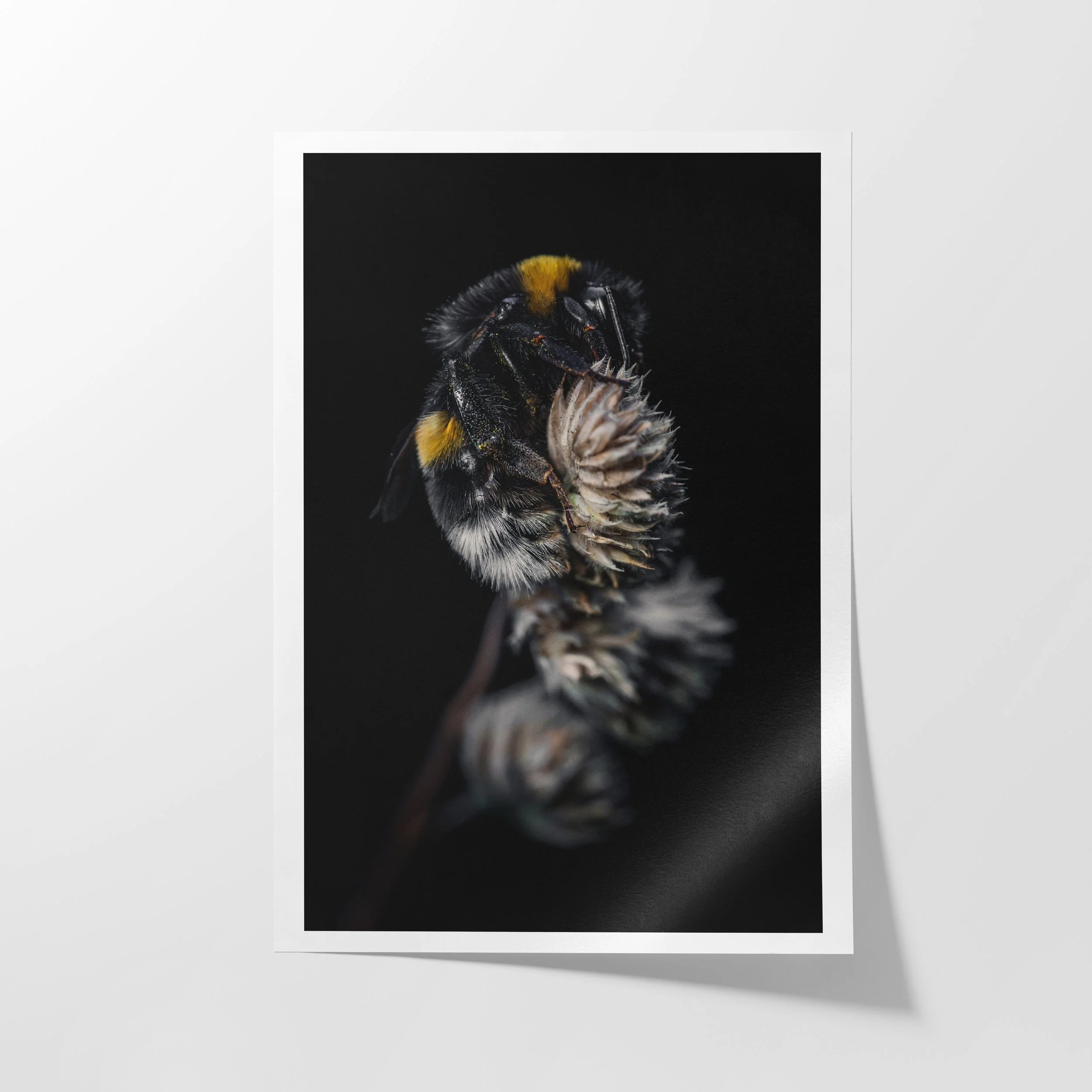 Der Schlaf der Hummel-a.jpg