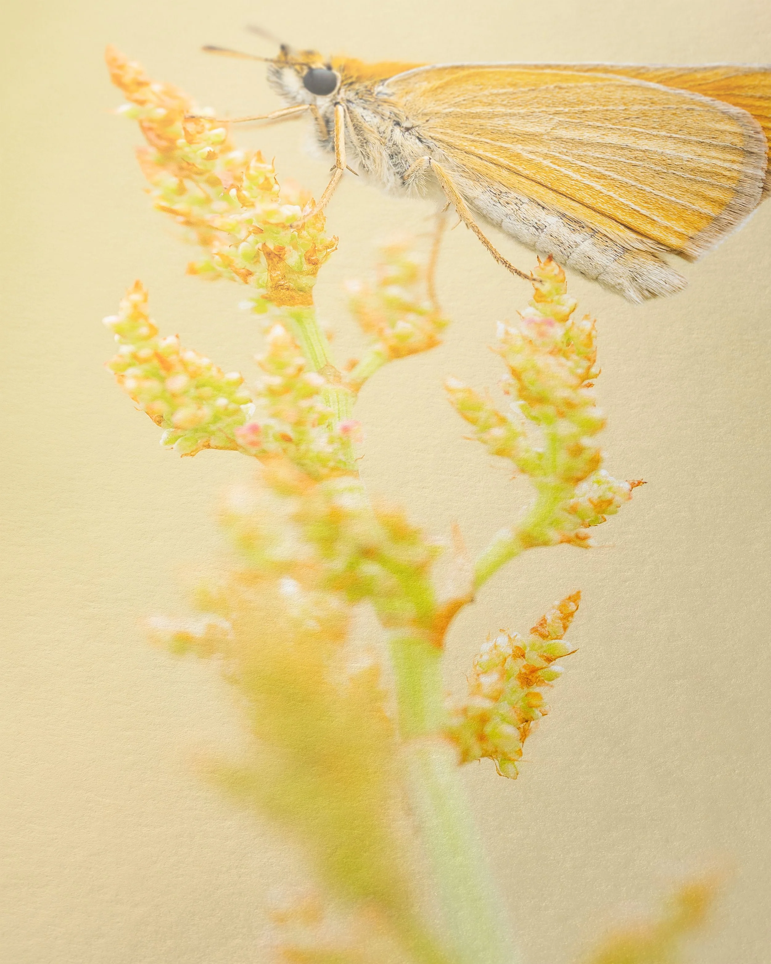 Thymelicus lineola-c.jpg