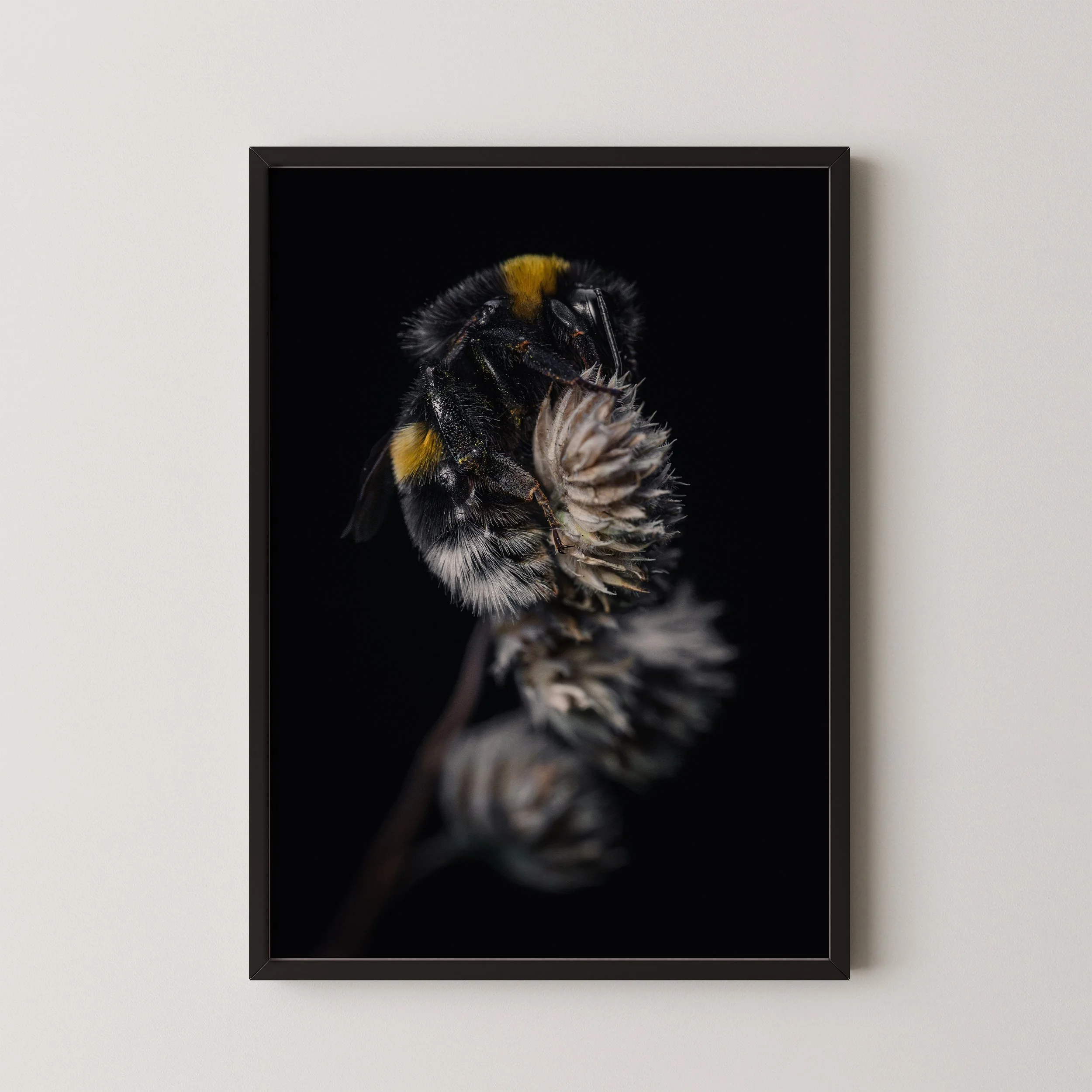 Der Schlaf der Hummel