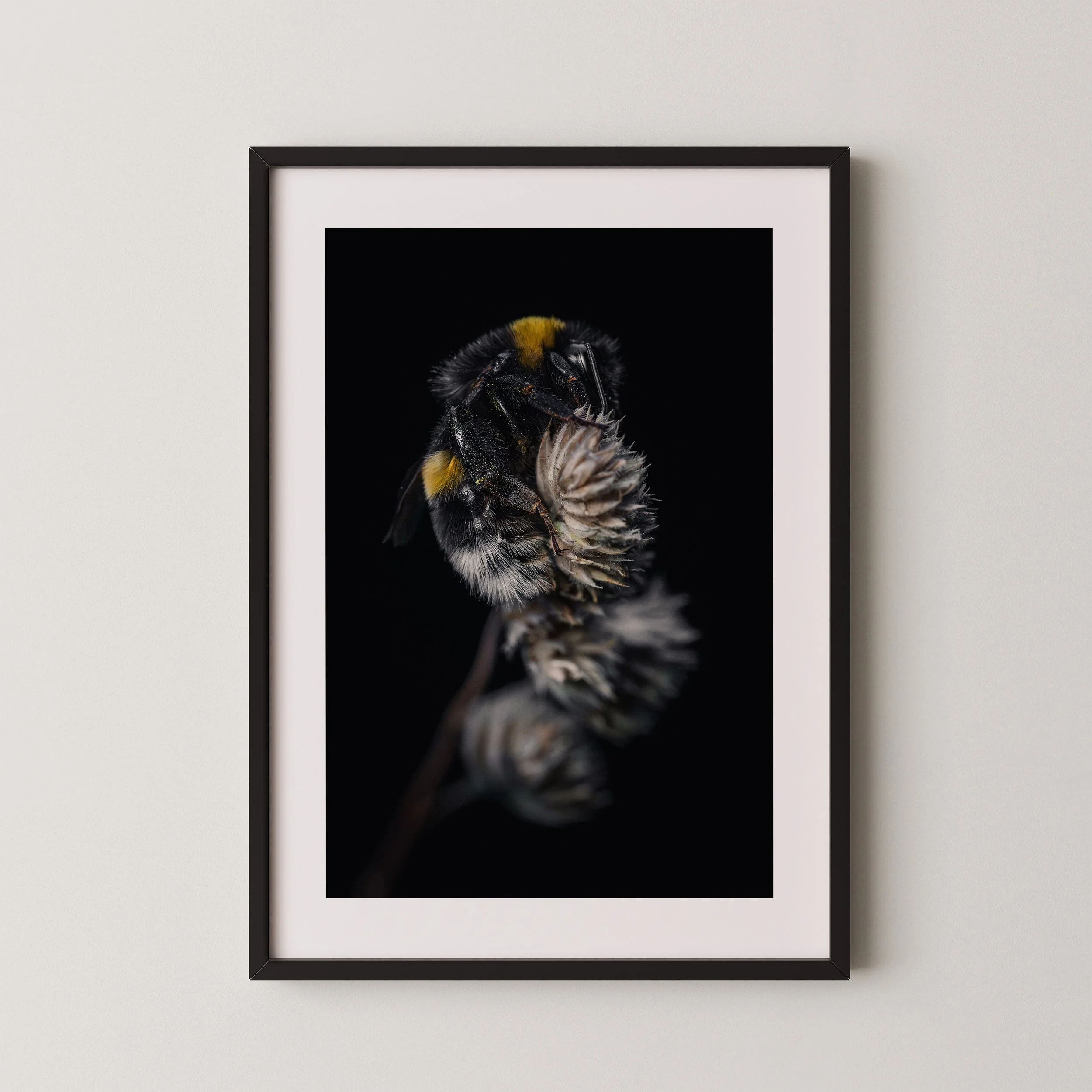 Der Schlaf der Hummel-f1.jpg