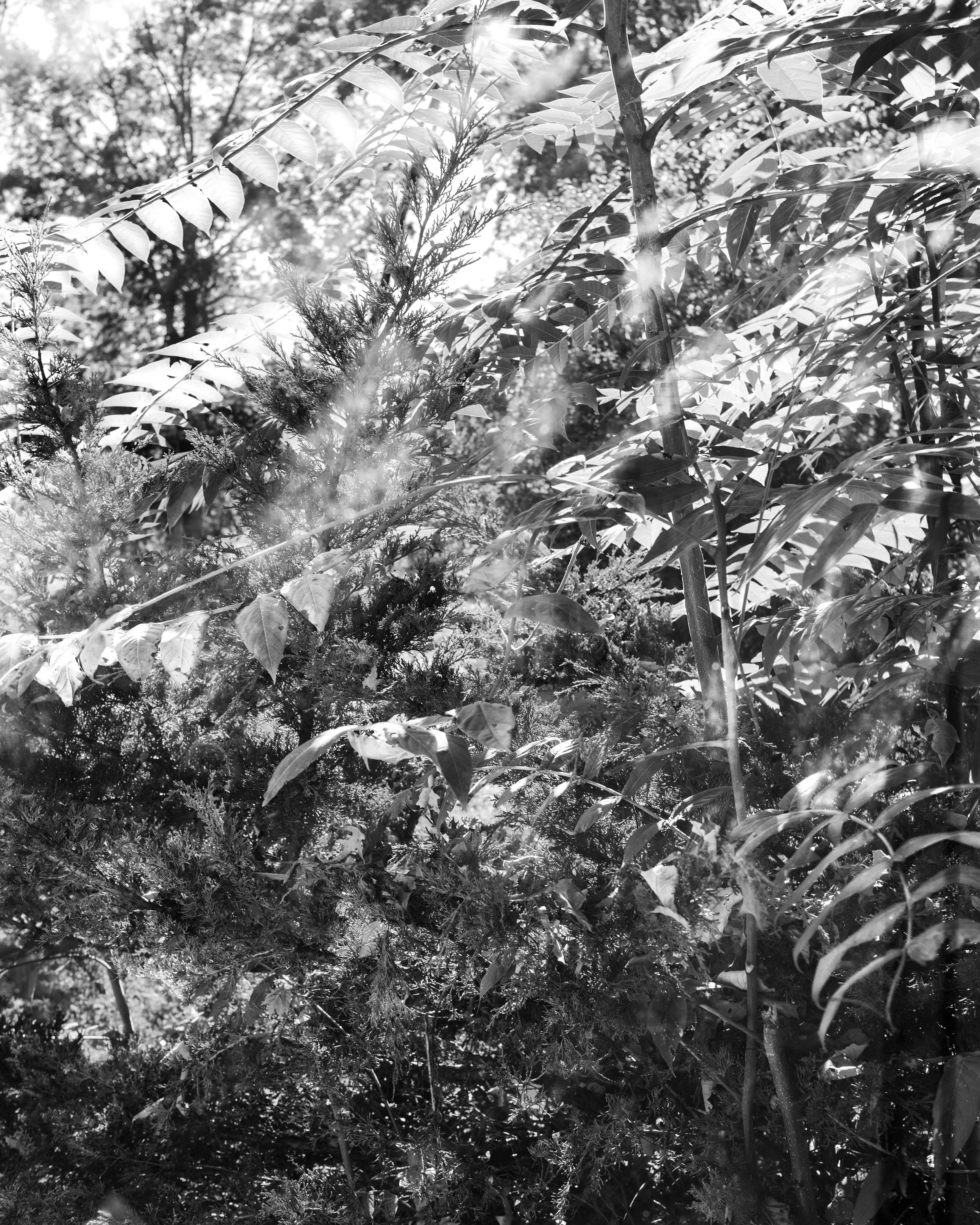 Leaves_BW copy.jpg