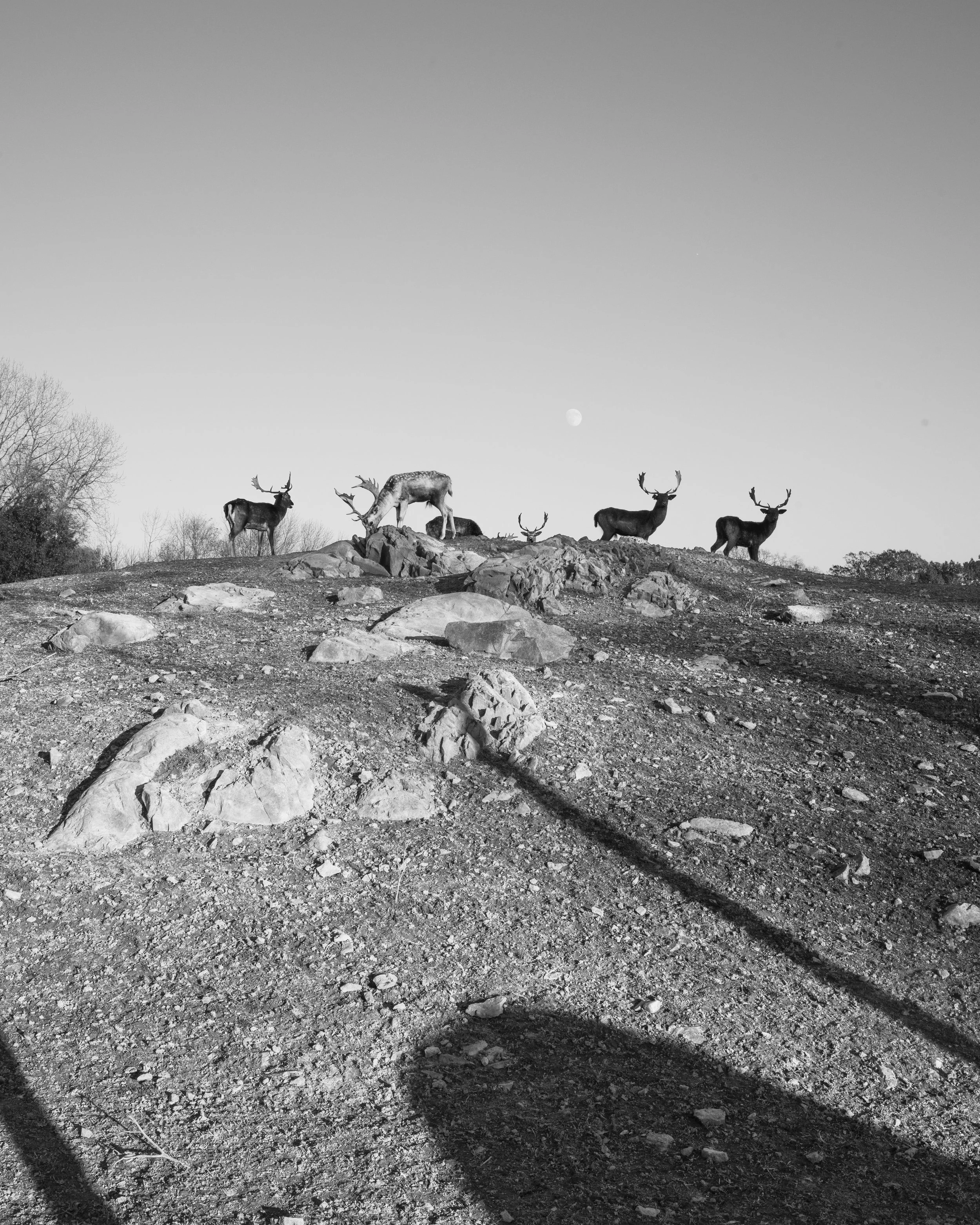 Deer_BW copy.jpg