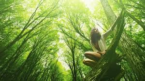 Forest Bathing, Nature Therapy, and the Healing Intelligence of the Natural World