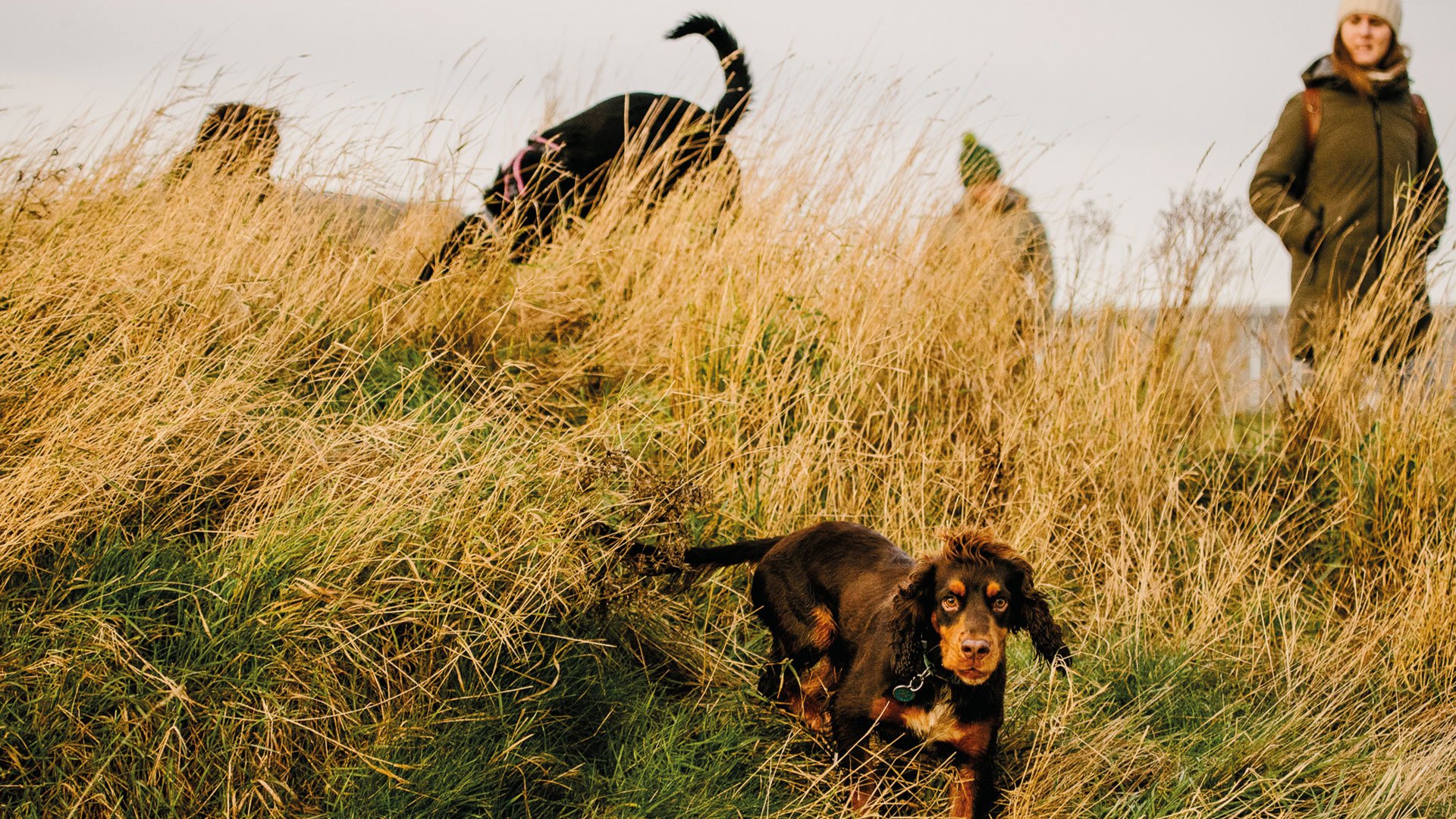 seek-dog-park-photopgraphy-commission.jpg