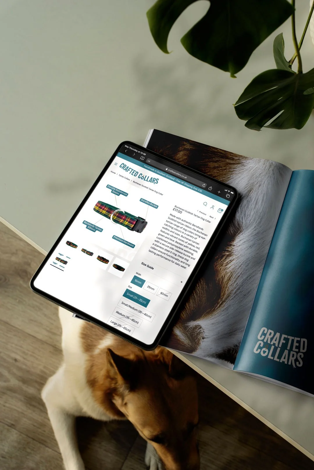 Tablet on a table displaying a website page about crafted dog collars, with a Labrador Retriever dog resting underneath the table.