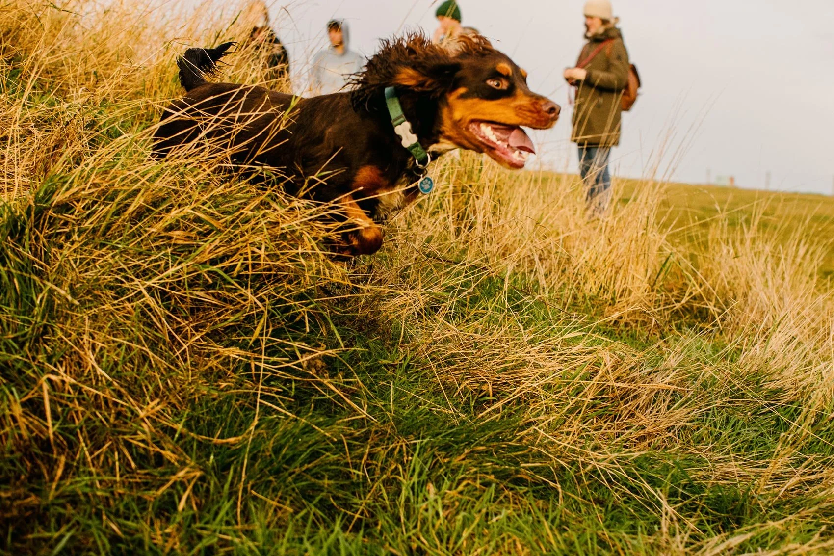 Seek Dog Park