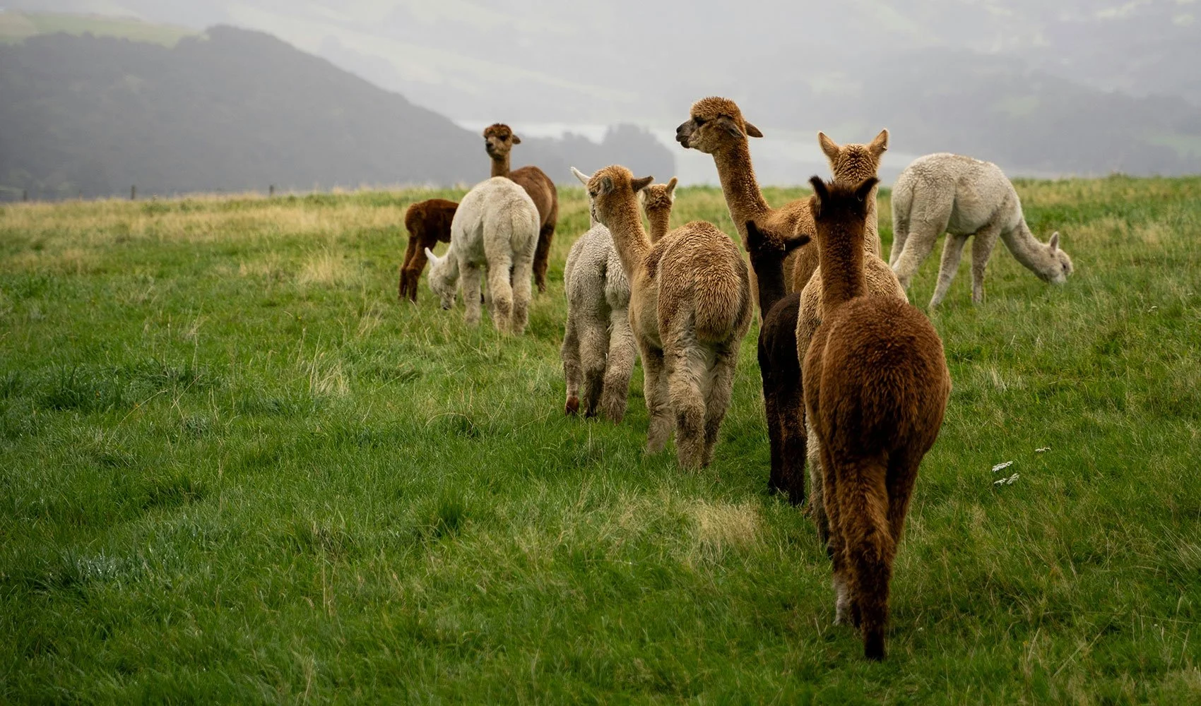 Alpaca Bothy Company