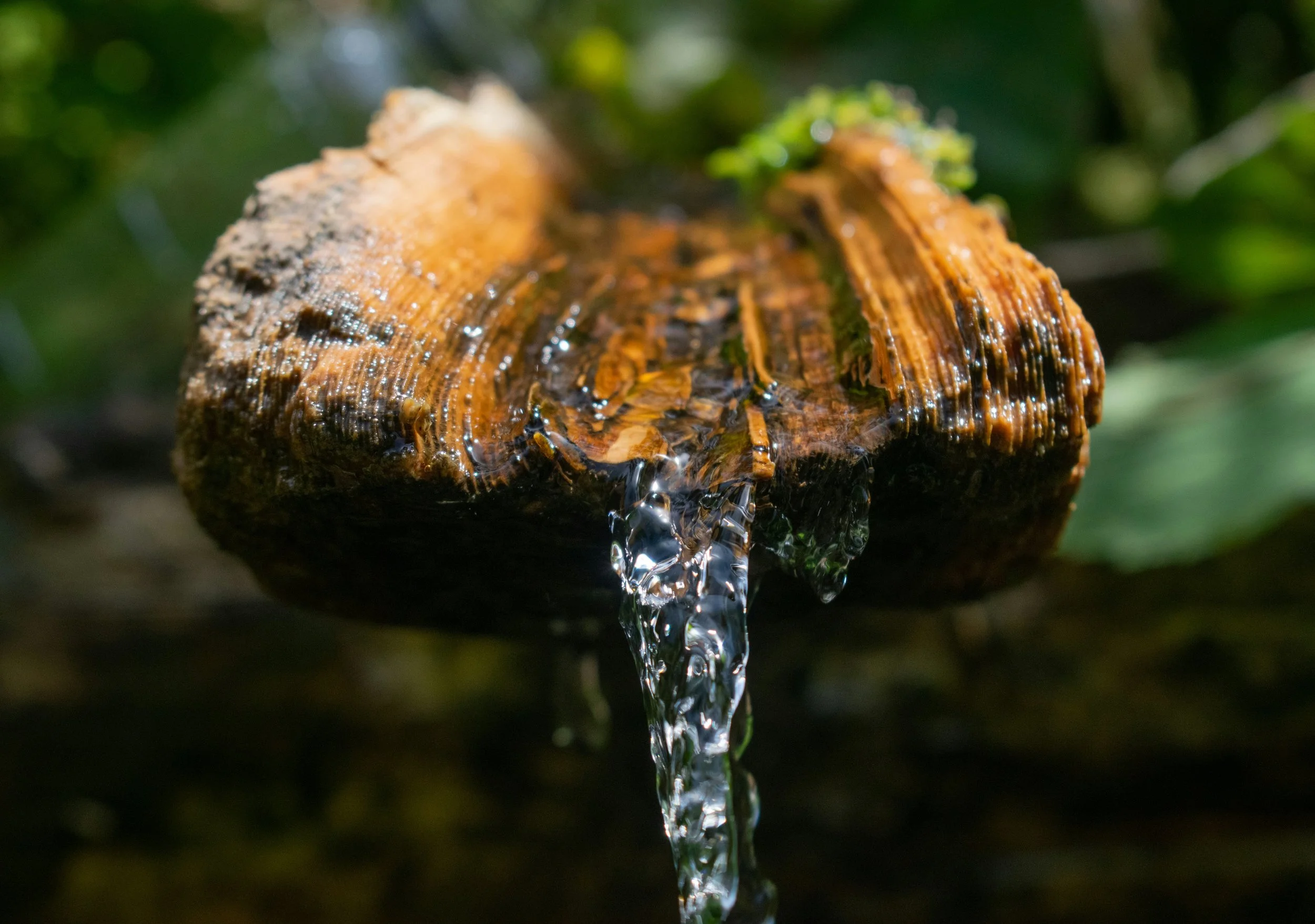 Close-up of a tree branch with water flowing over it in a natural outdoor setting.