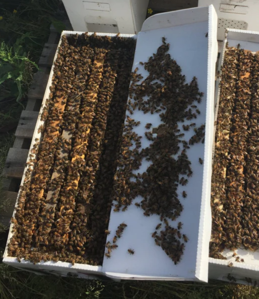 5 Frame Nucleus (Nucs)