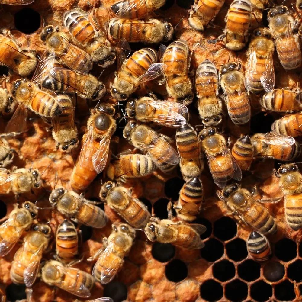 Unmarked Queen.webp