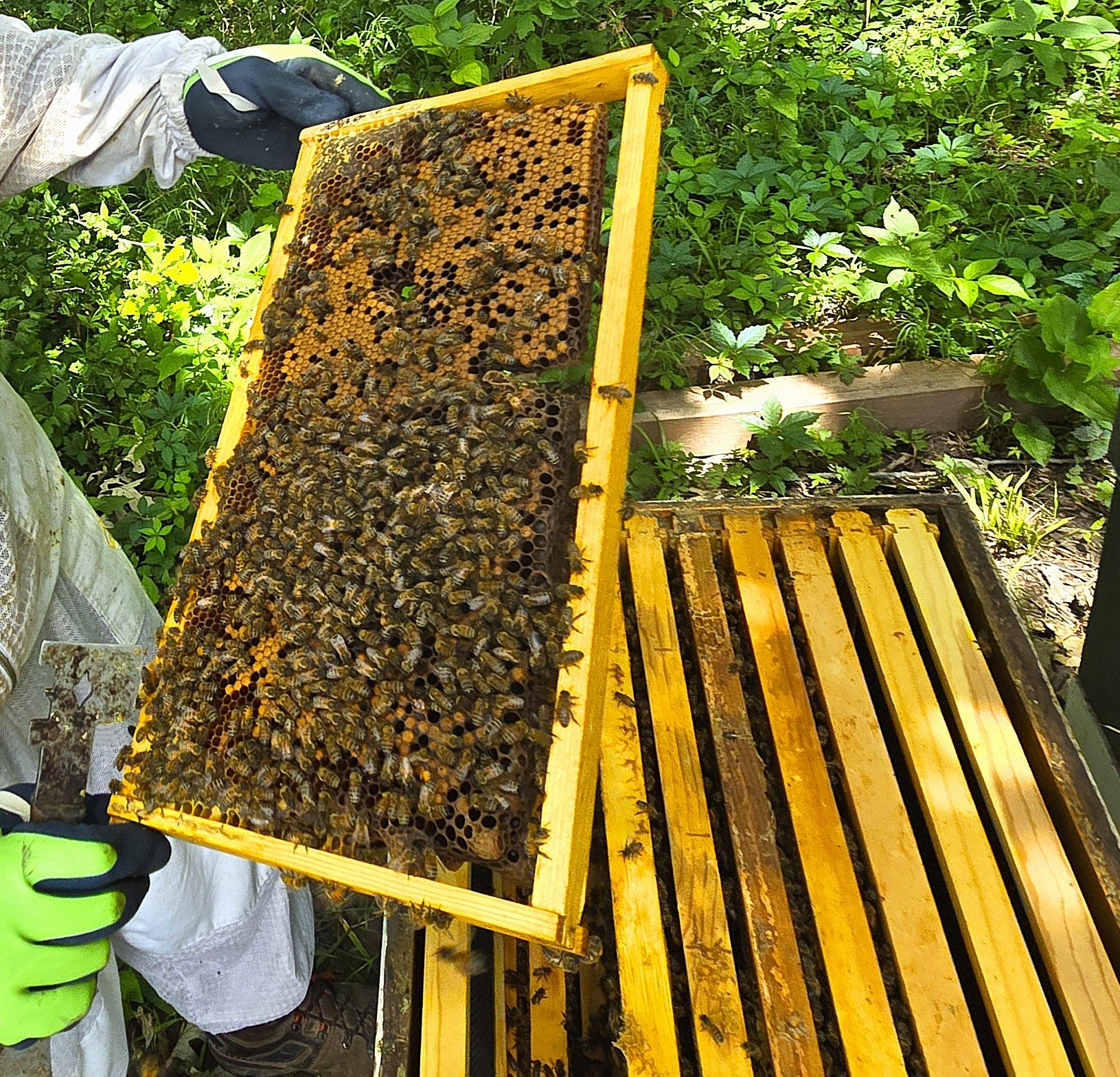 Close-up of a beekeeper holding a honeycomb frame with bees, next to a beehive box.