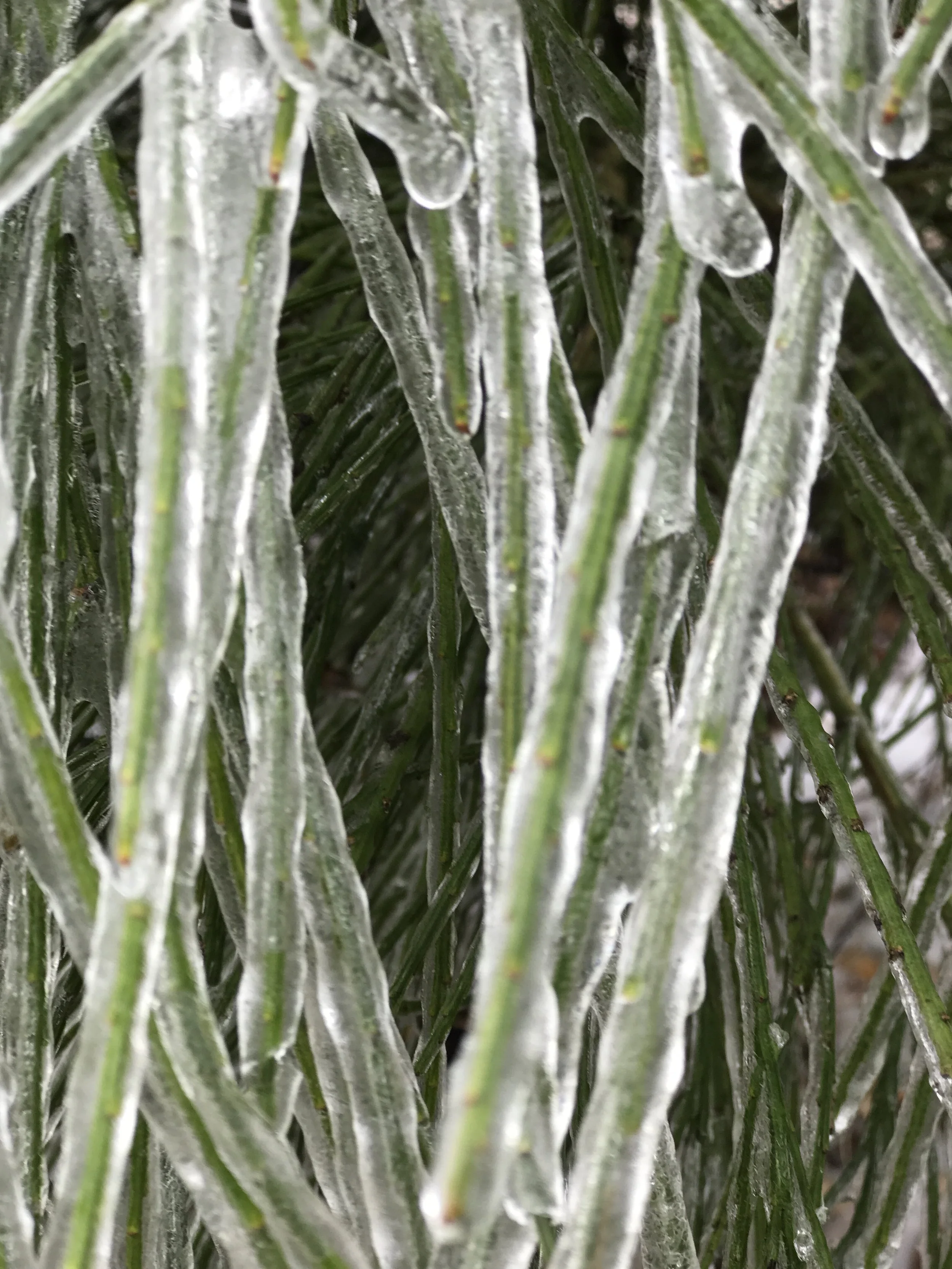 "Deep Freeze" | Digital Photograph | 2020