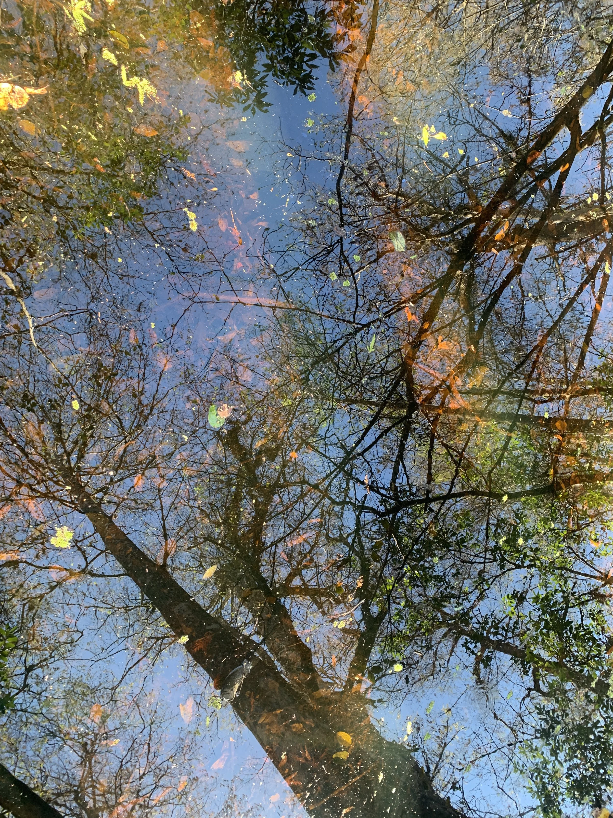 "Magic" | Digital Photograph | 2025