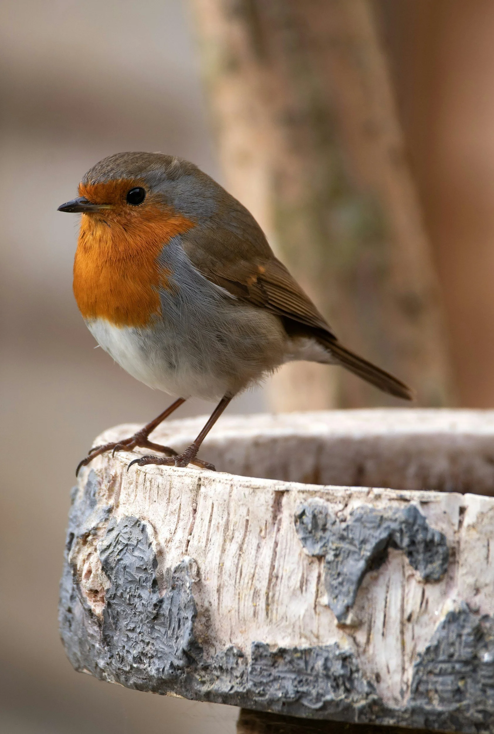 A small bird with an orange face and chest, grayish wings and head, and white underside, perched on the edge of a weathered birdbath.