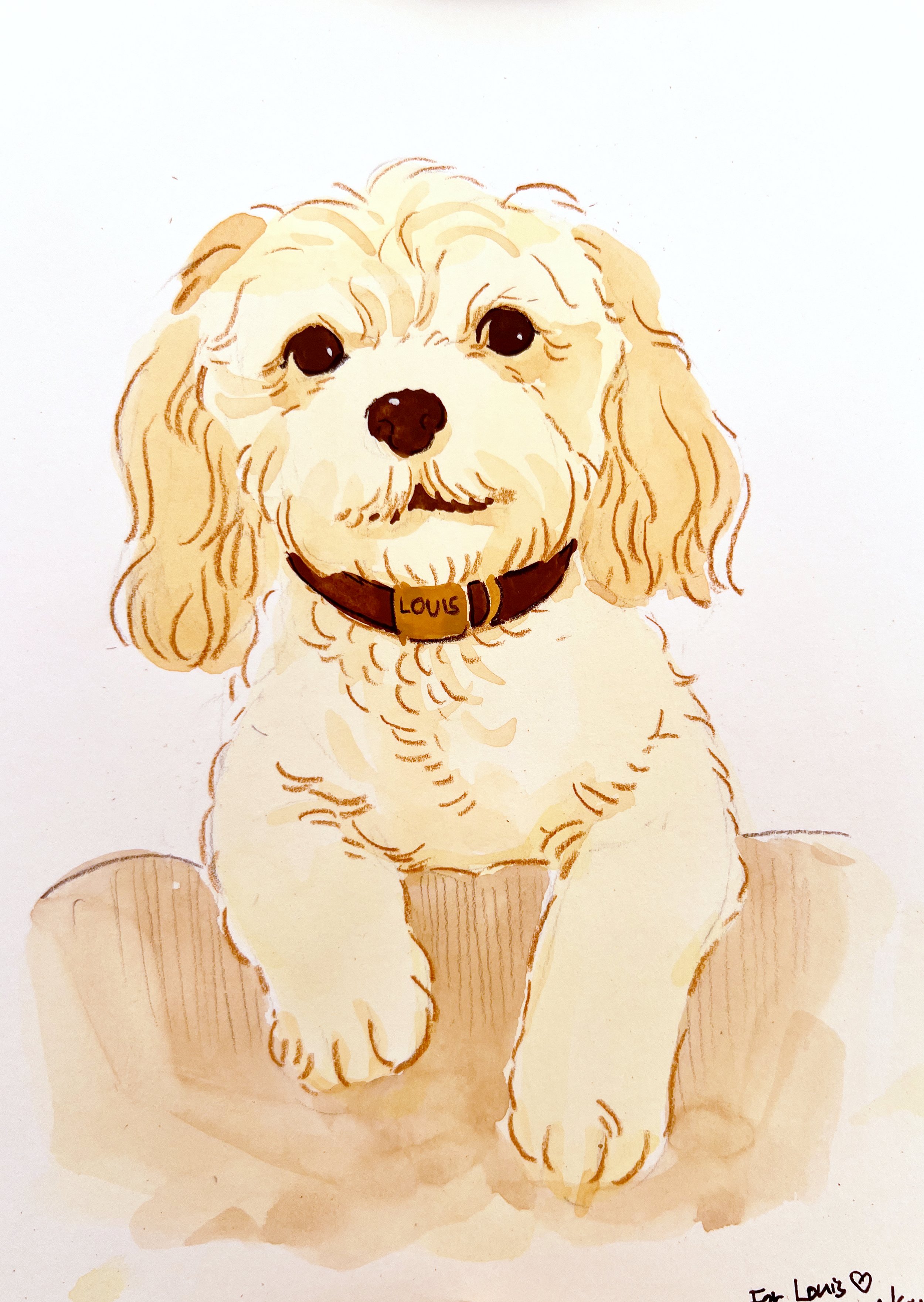 pet portrait