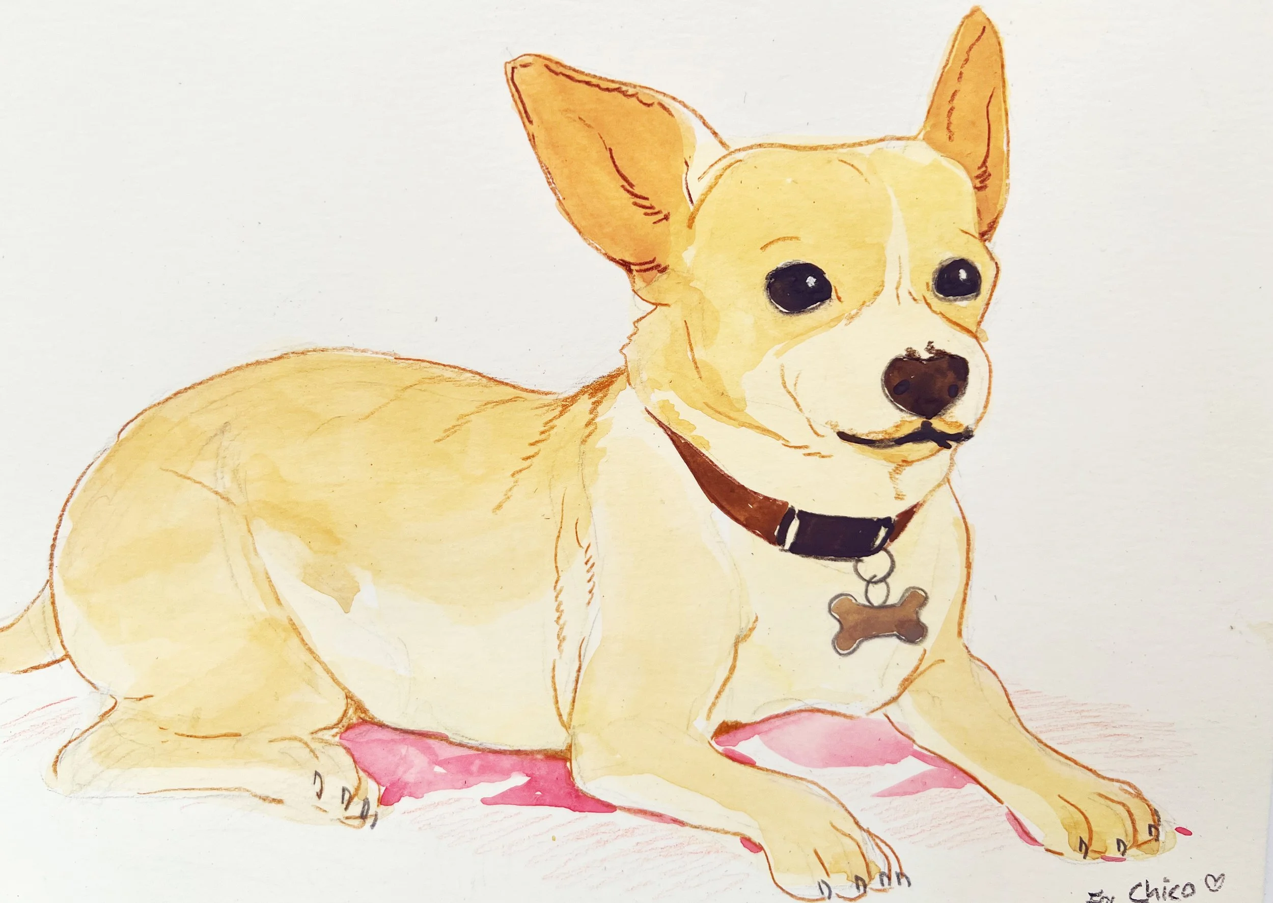 pet portrait