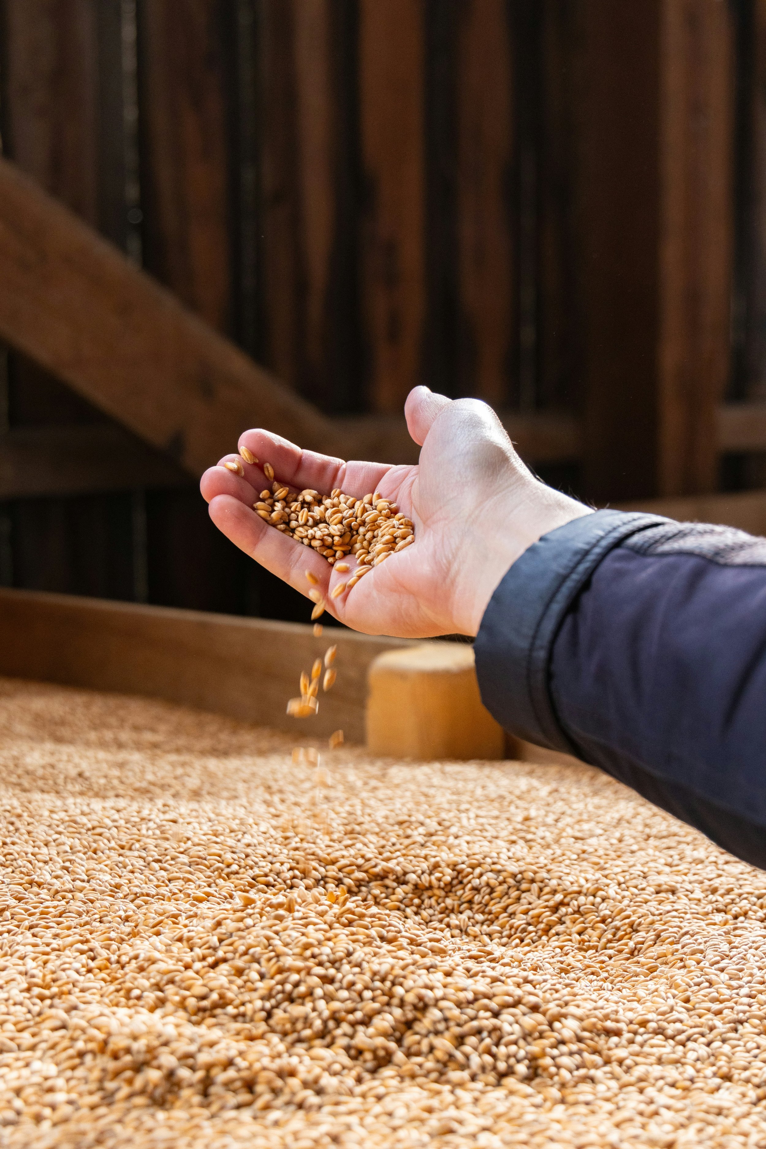 A hand holding sesame seeds over a large pile of sesame seeds in a barn or warehouse.