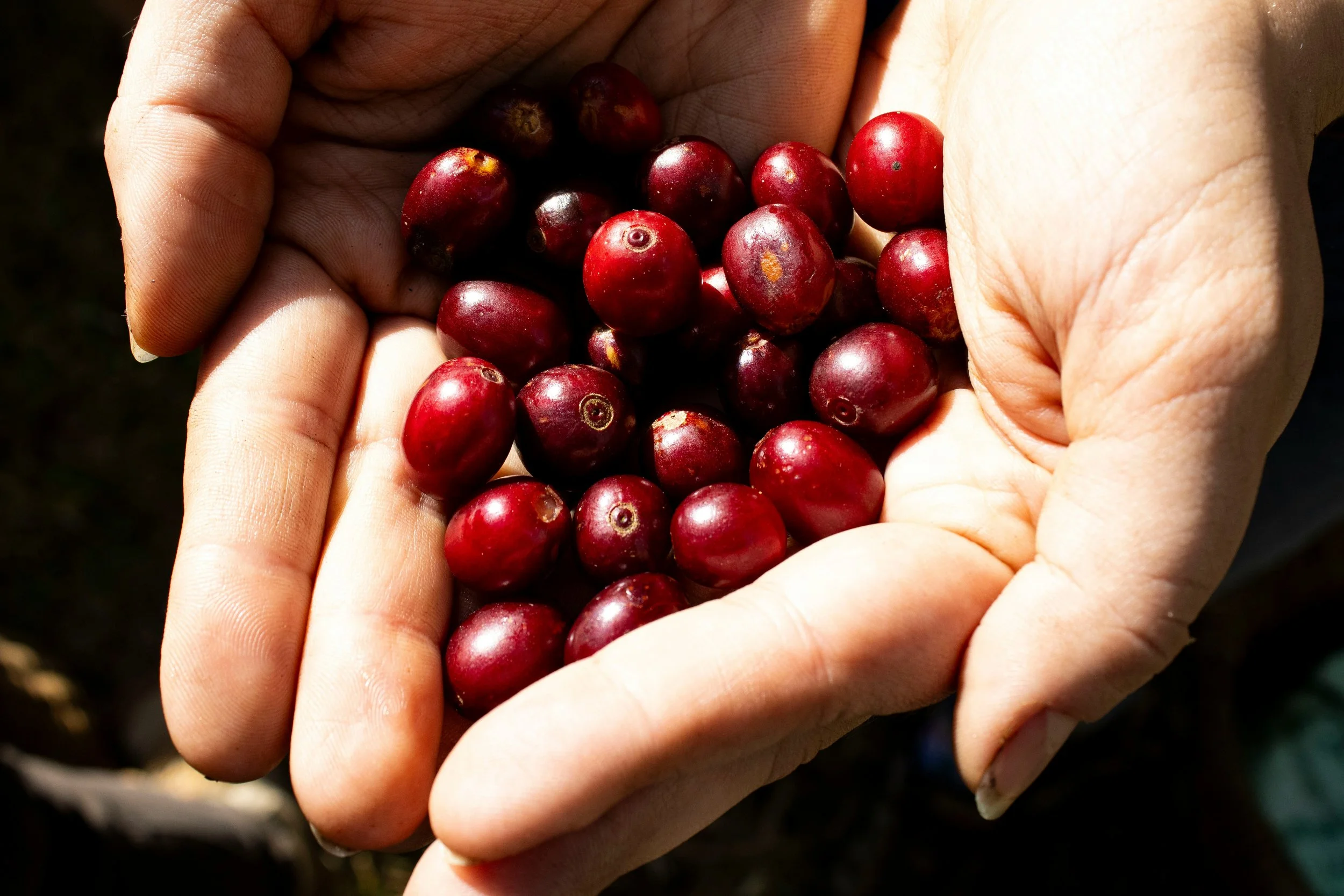 Two hands holding ripe red coffee cherries.