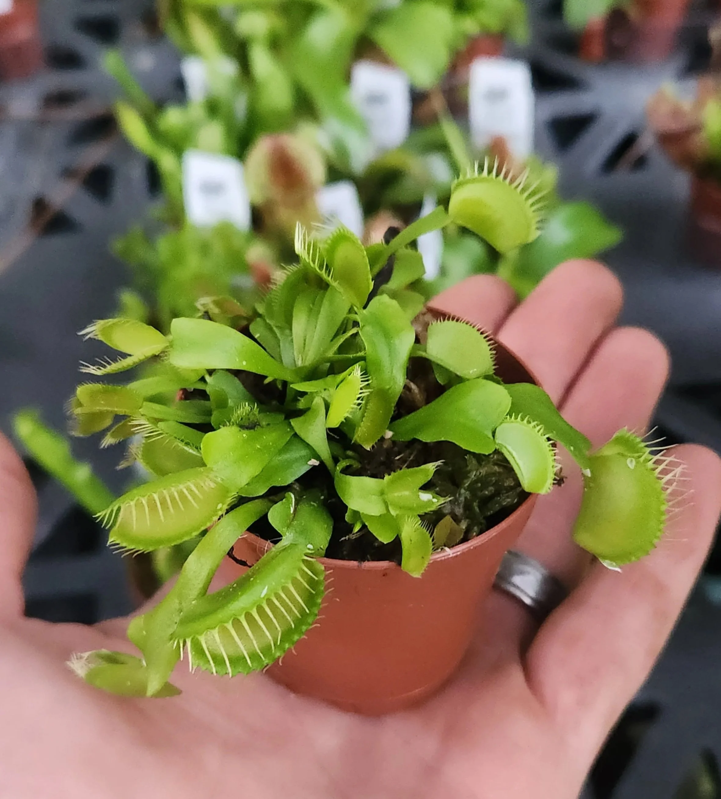 Venus Flytrap "Giant", Dionaea muscipula