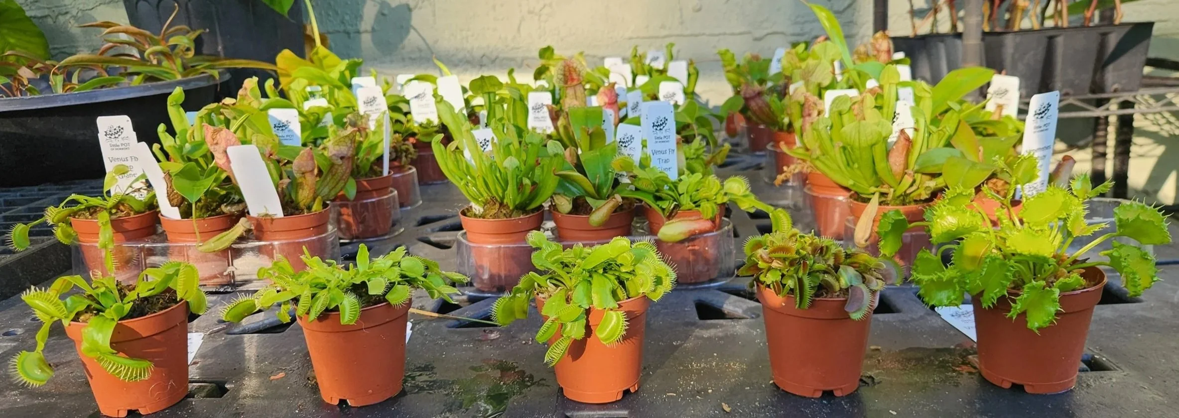 vft+together1.jpg