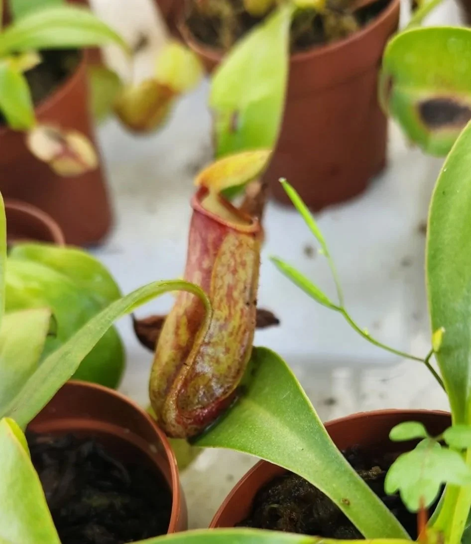 ventricosa2.jpg
