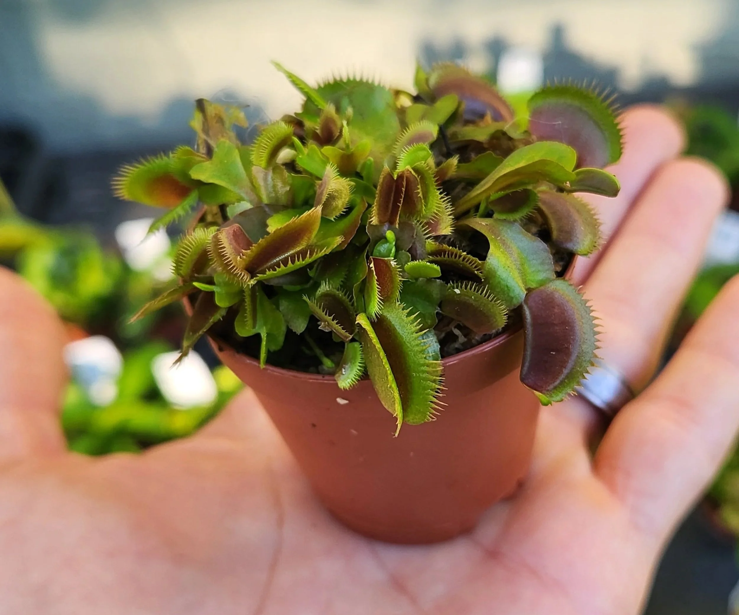 vft+red+piranha1.jpg
