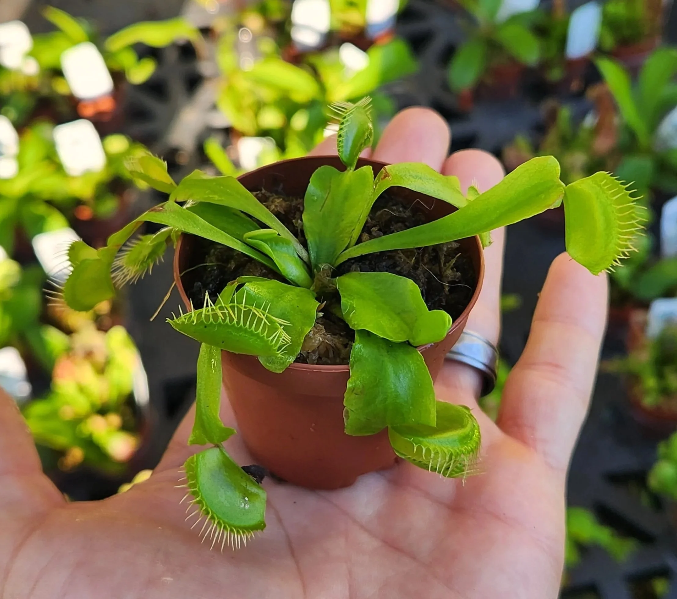 vft+giant.jpg