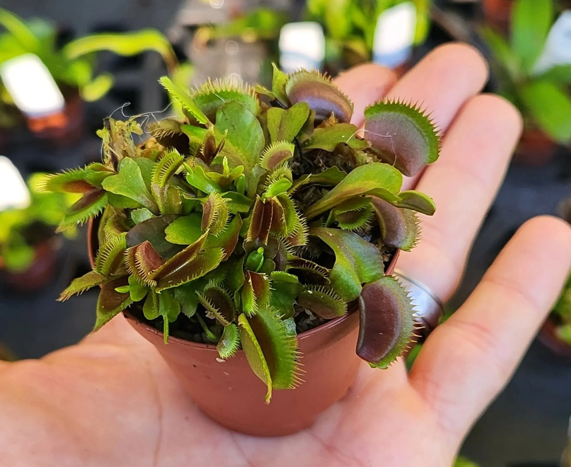 Red Piranha Venus Flytrap, Dionaea muscipula