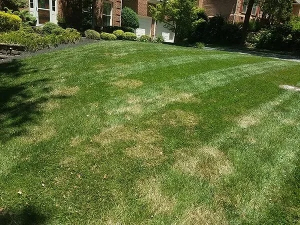 A grass lawn with some patches of dry or brown grass, surrounded by shrubs and trees, with residential buildings in the background.
