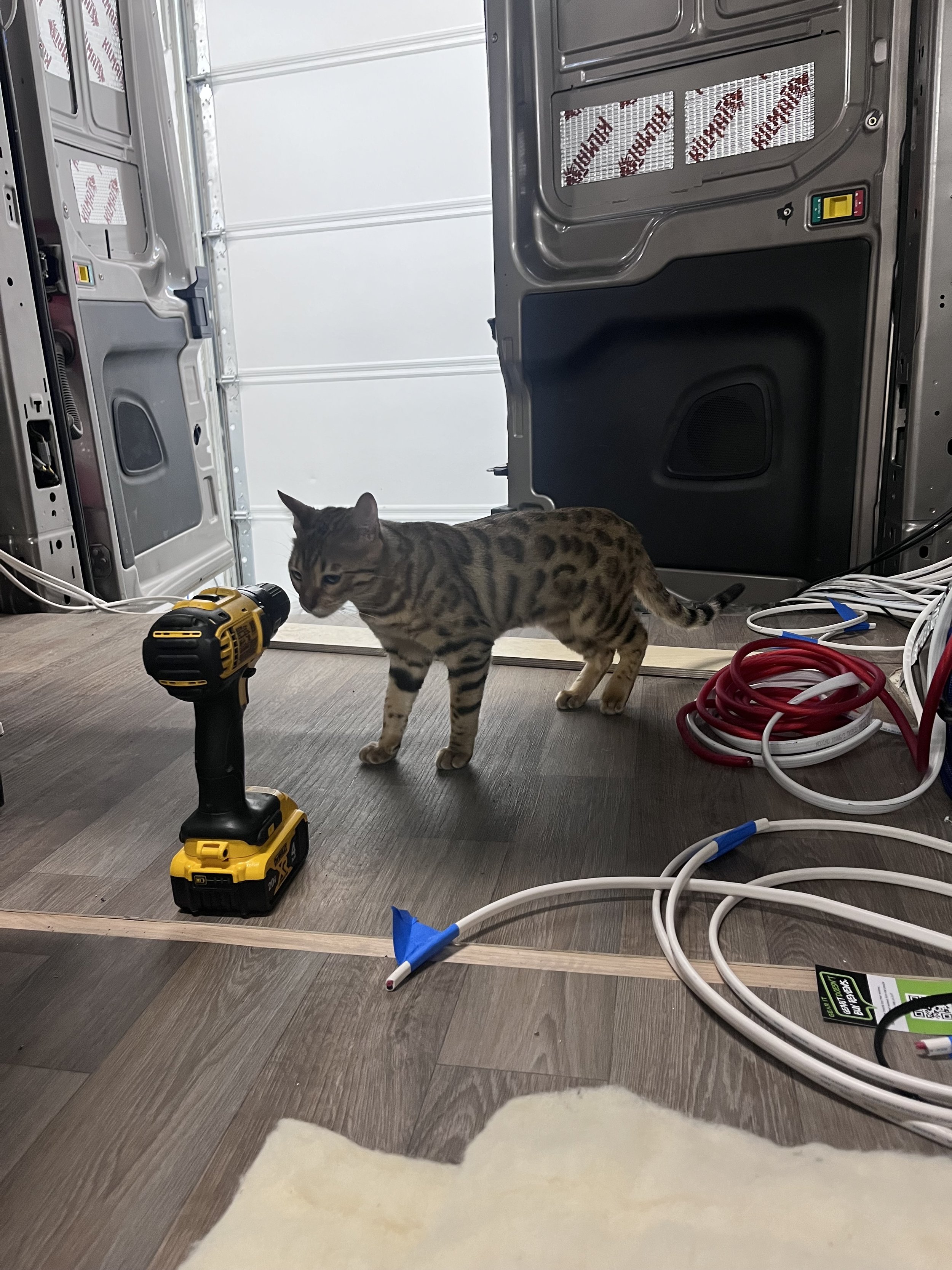 A kitten exploring inside a partially assembled space or room with construction electrical cords and a cordless drill on the floor.
