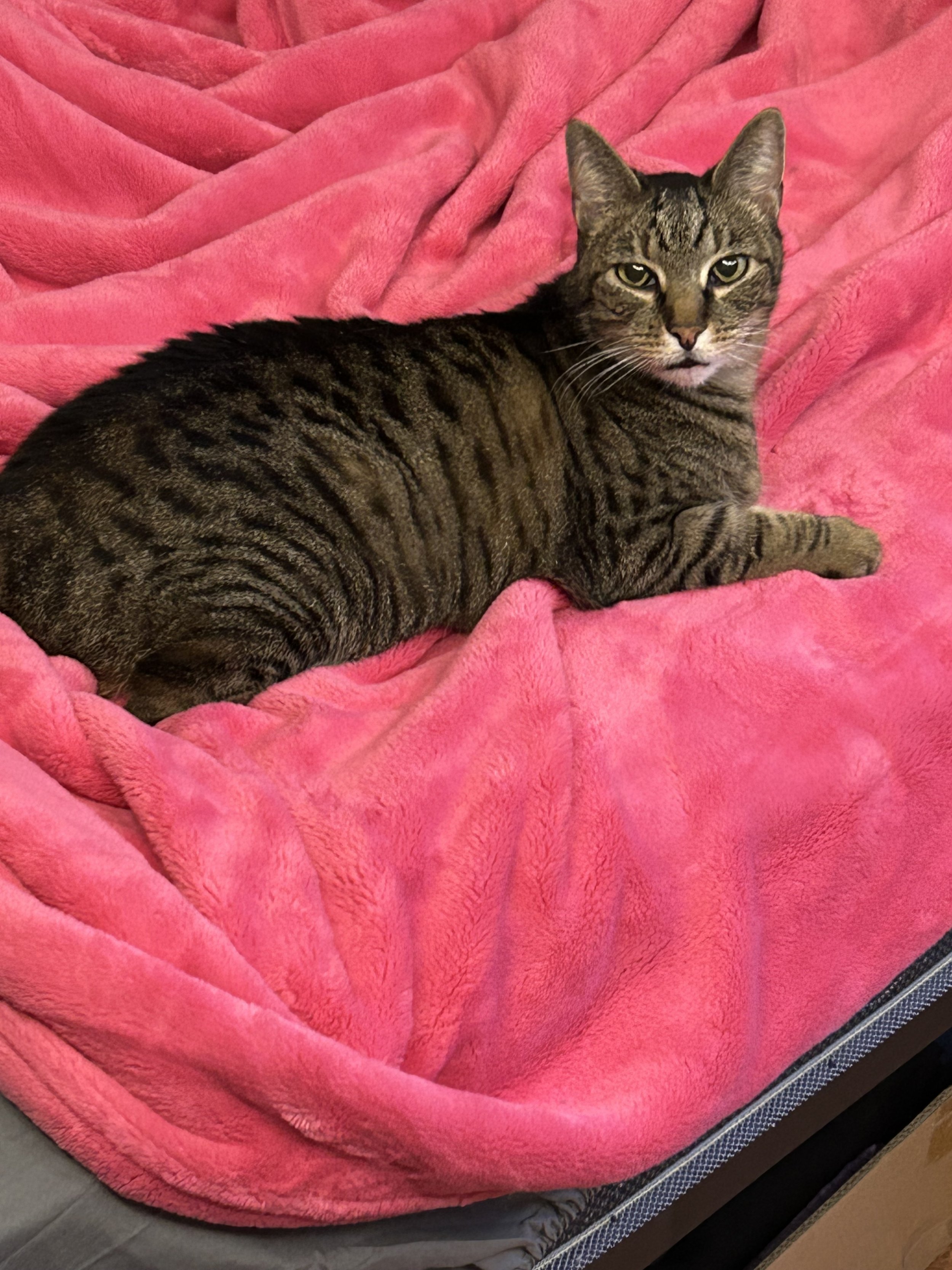 A picture of Jerry the office cat on a soft pink blanket.