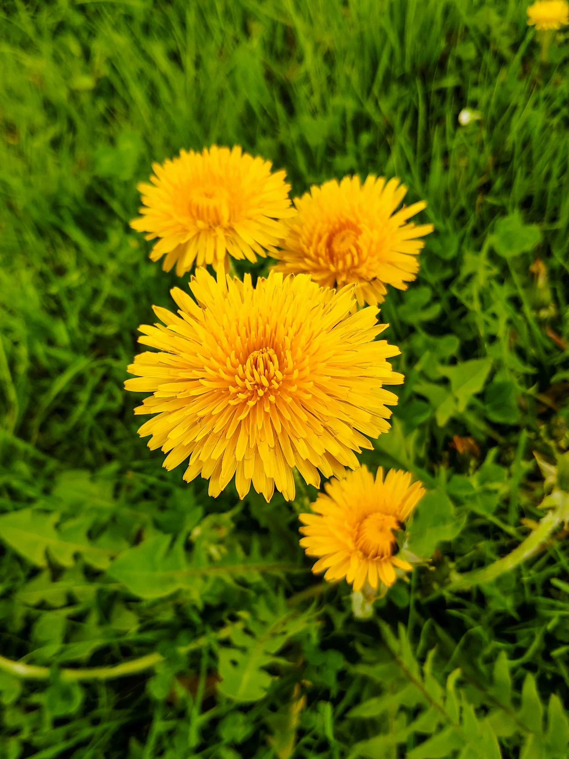 Bright yellow dandelion flowers in a grassy area.
