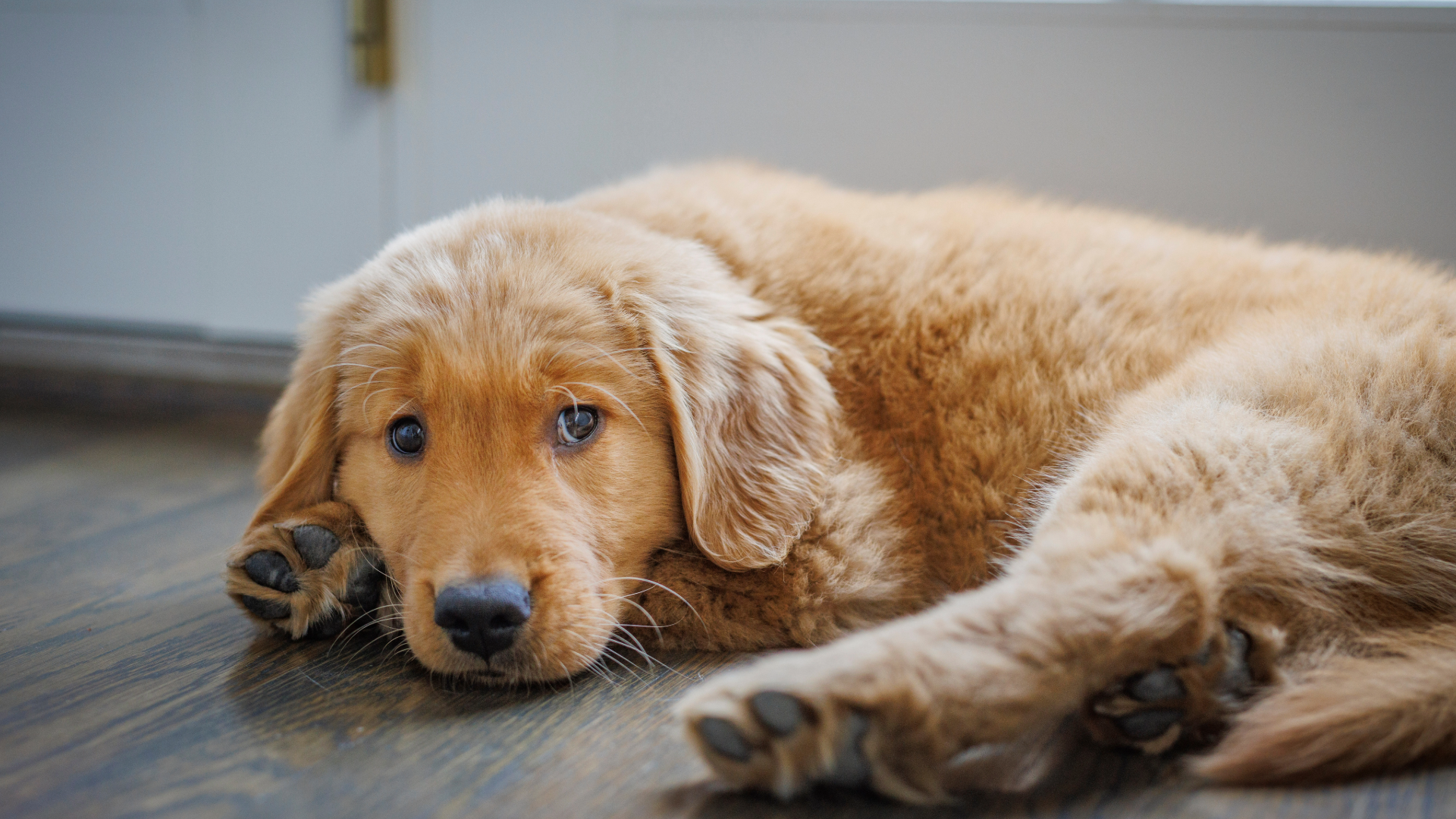 Puppy