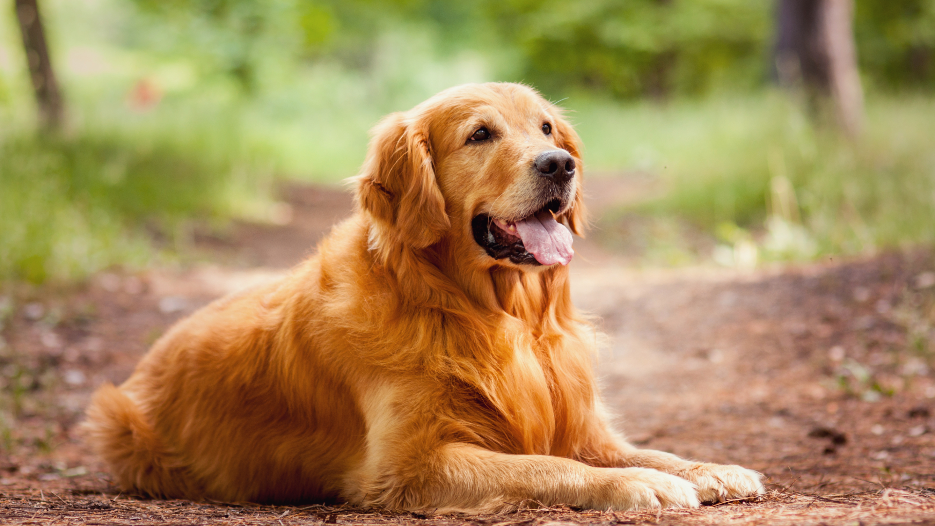 golden retriever laying down outside