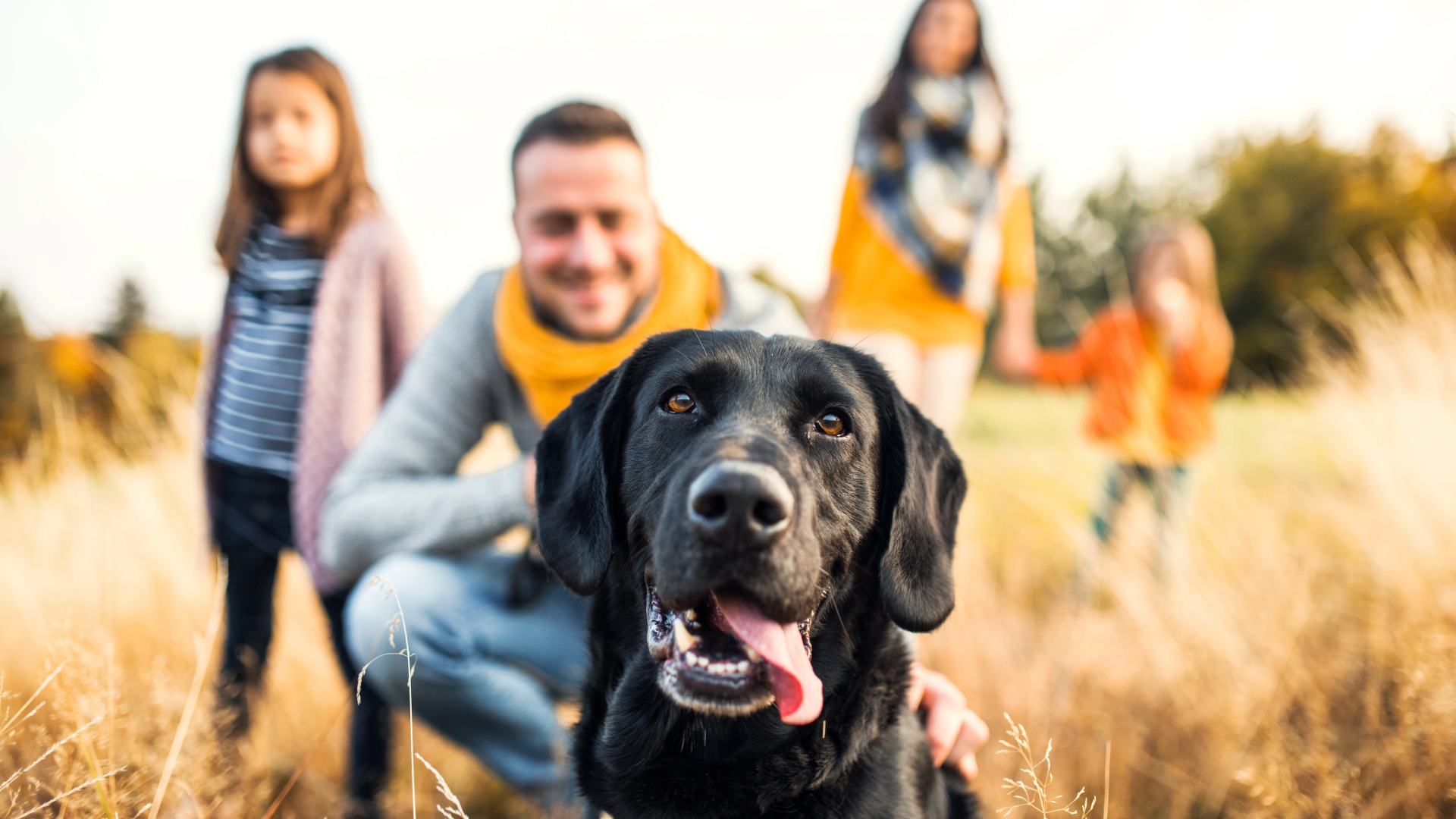 black labrador retriever with family background