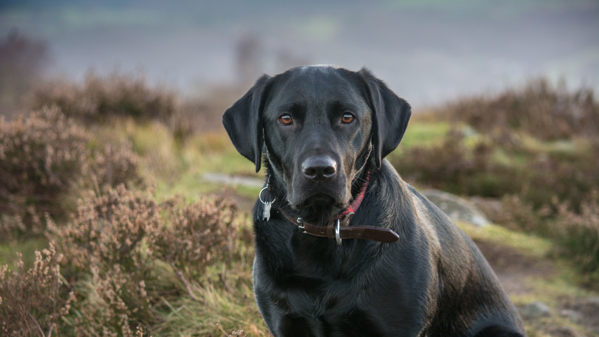 black lab