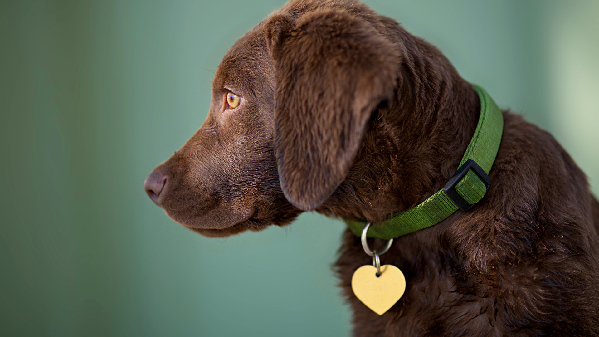 Chesapeake Retriever