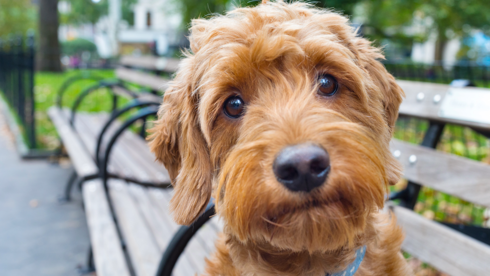 cute dog