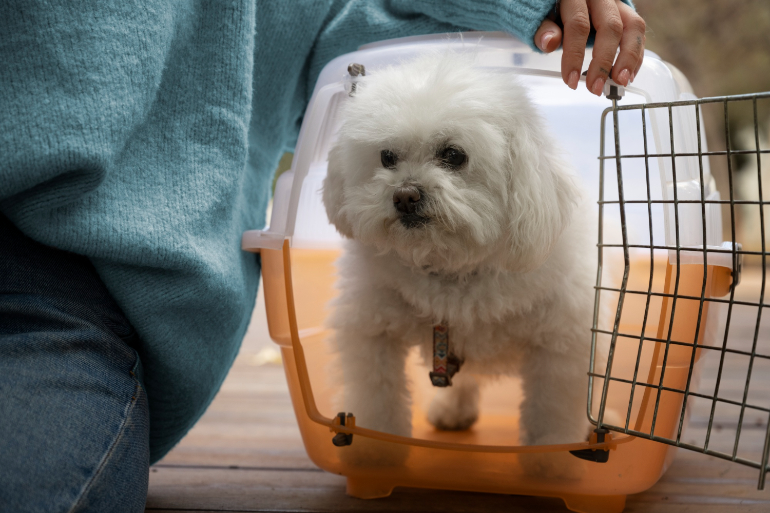 How to Minimise Stress for Pets on Long Flights