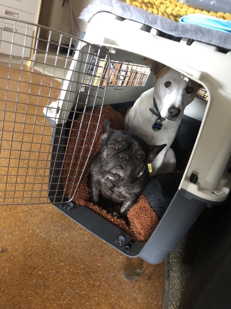 Two dogs inside a pet crate, one white and one black, looking out at the camera, situated on a brown carpet.