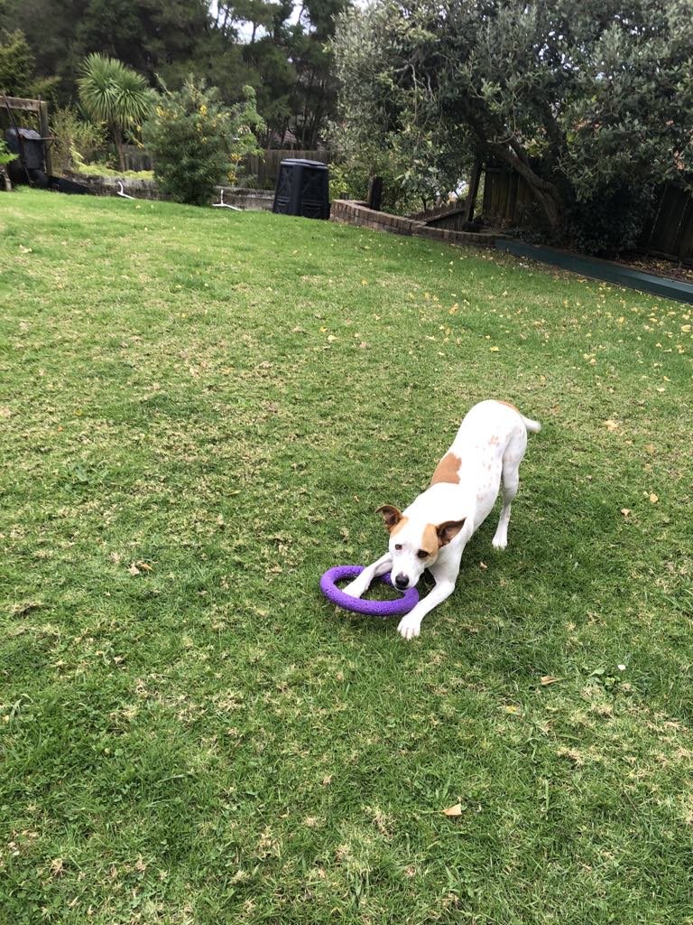 A white dog with brown spots laying on green grass, holding a purple ring in its mouth, in a backyard with trees and fencing.