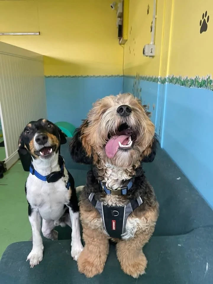 Two dogs sitting on a black table in a brightly colored room with yellow and blue walls, smiling and looking happy.