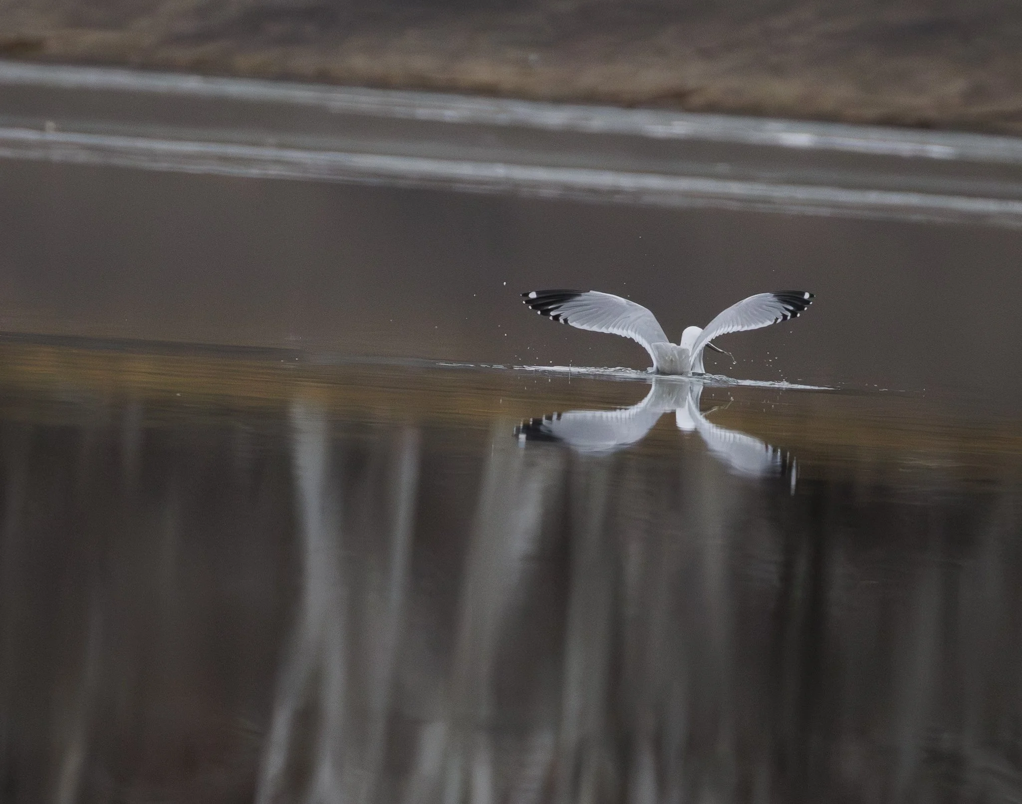 A seagull with wings spread broad, touching water as it skims the surface of a calm lake or river, creating a mirror reflection of its body and wings in the water.