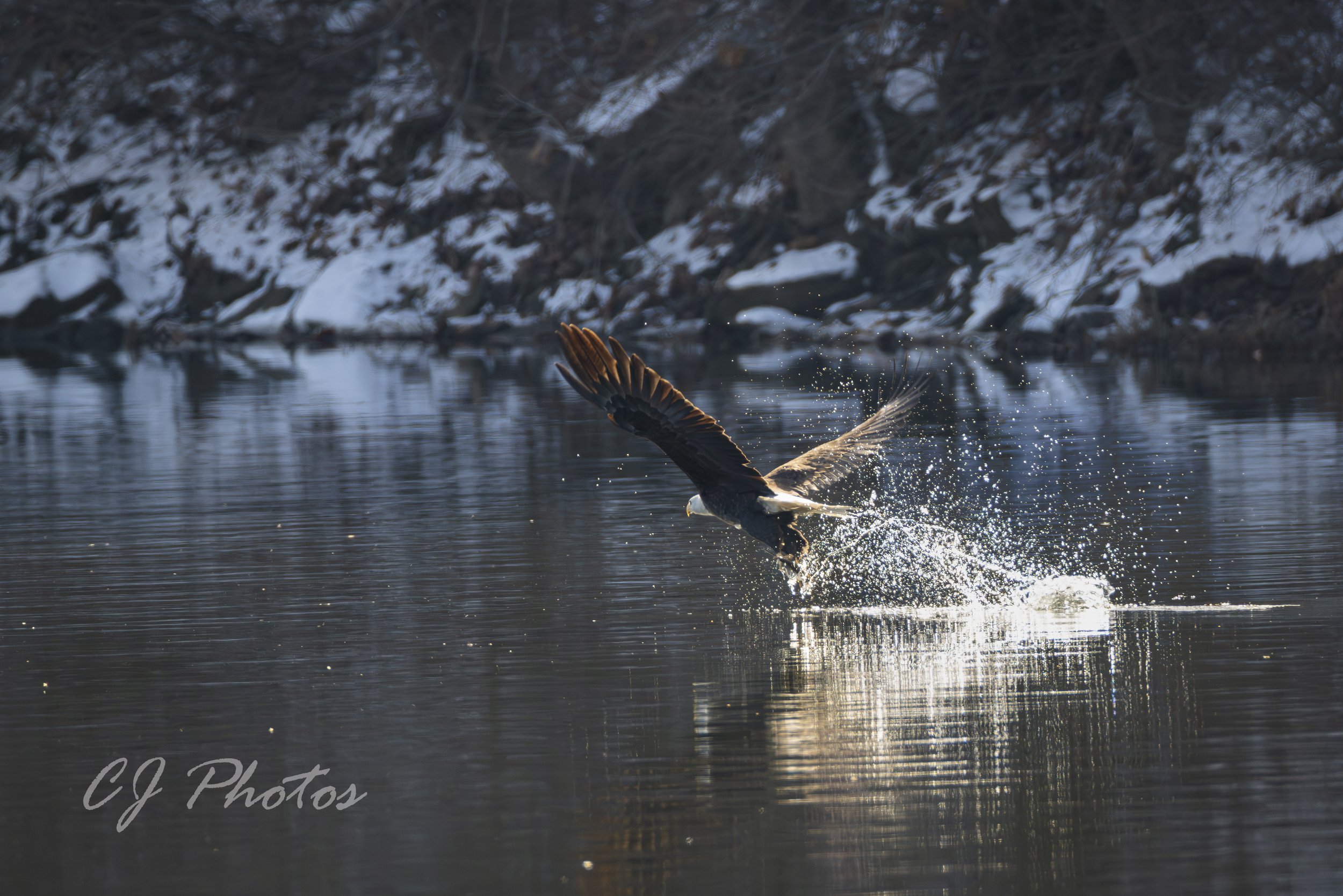Eagle catching fish from a river, creating a splash with its talons, with snow-covered banks in the background.