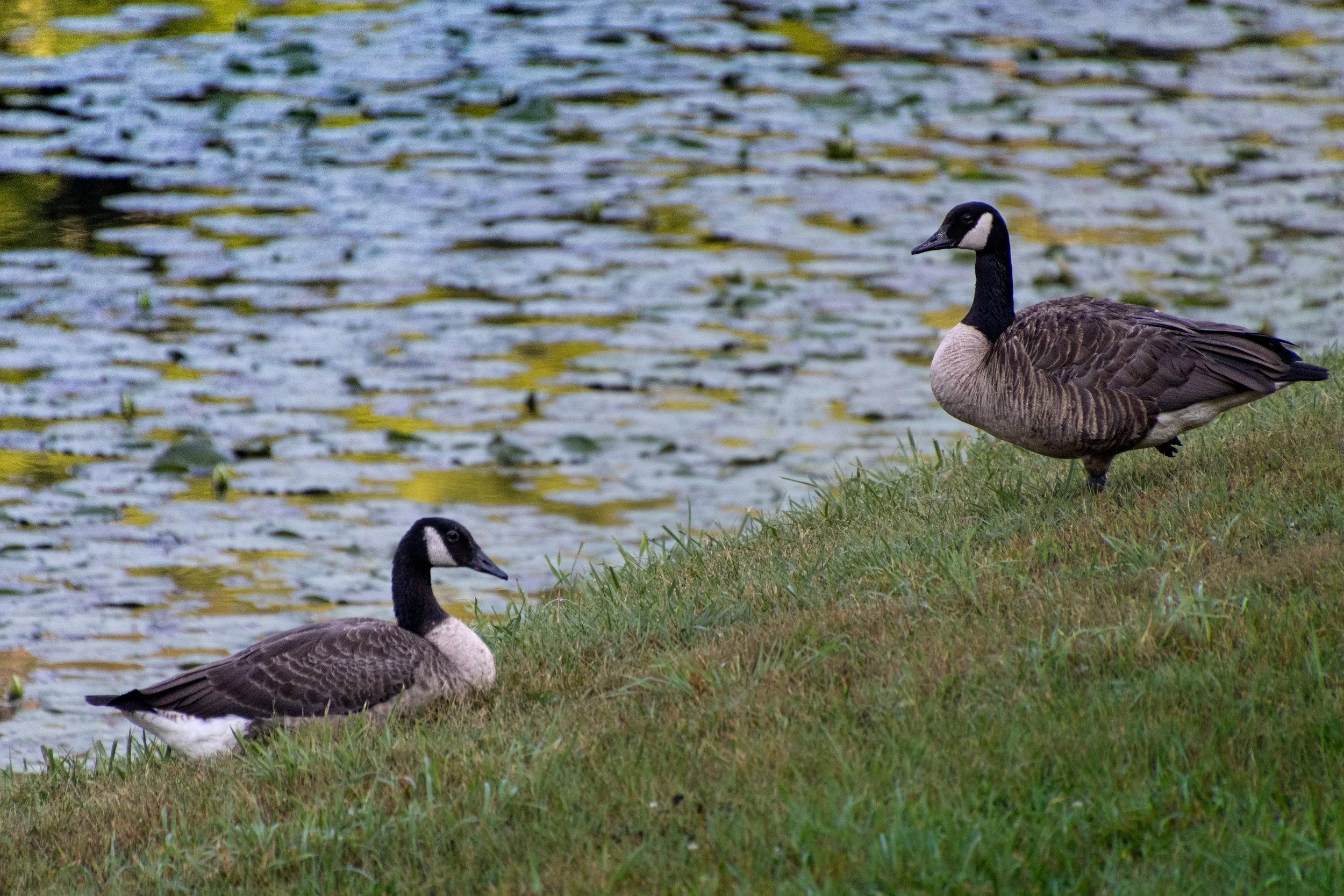 Two Canadian geese standing on grass near a pond with lily pads.