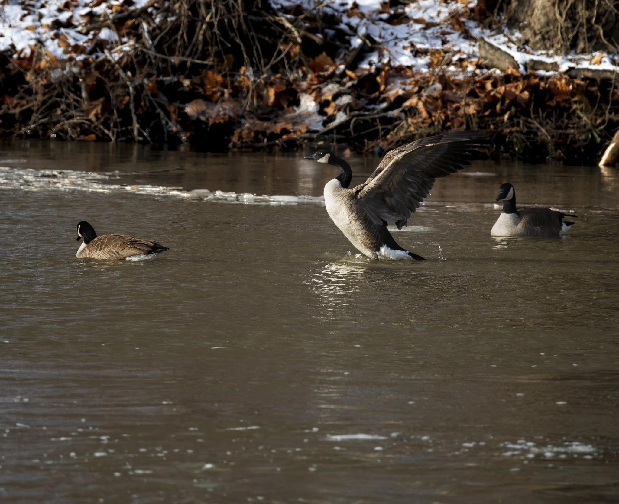 Three Canada geese swimming in a river, with one goose in the middle lifting its wings, and a background of bare branches and fallen leaves.
