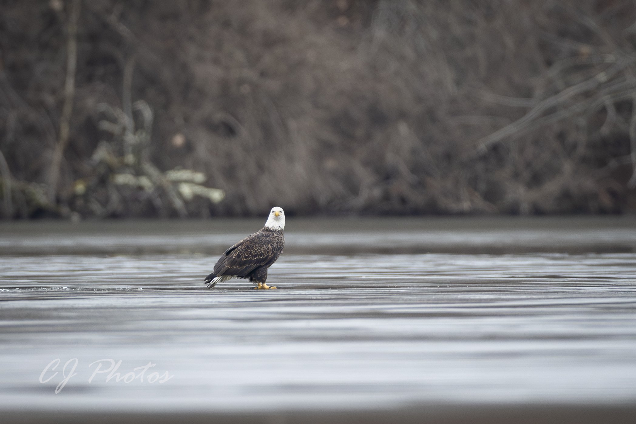 A bald eagle standing on a frozen lake at Raccoon Creek State Park in Wester Pennsylvania.