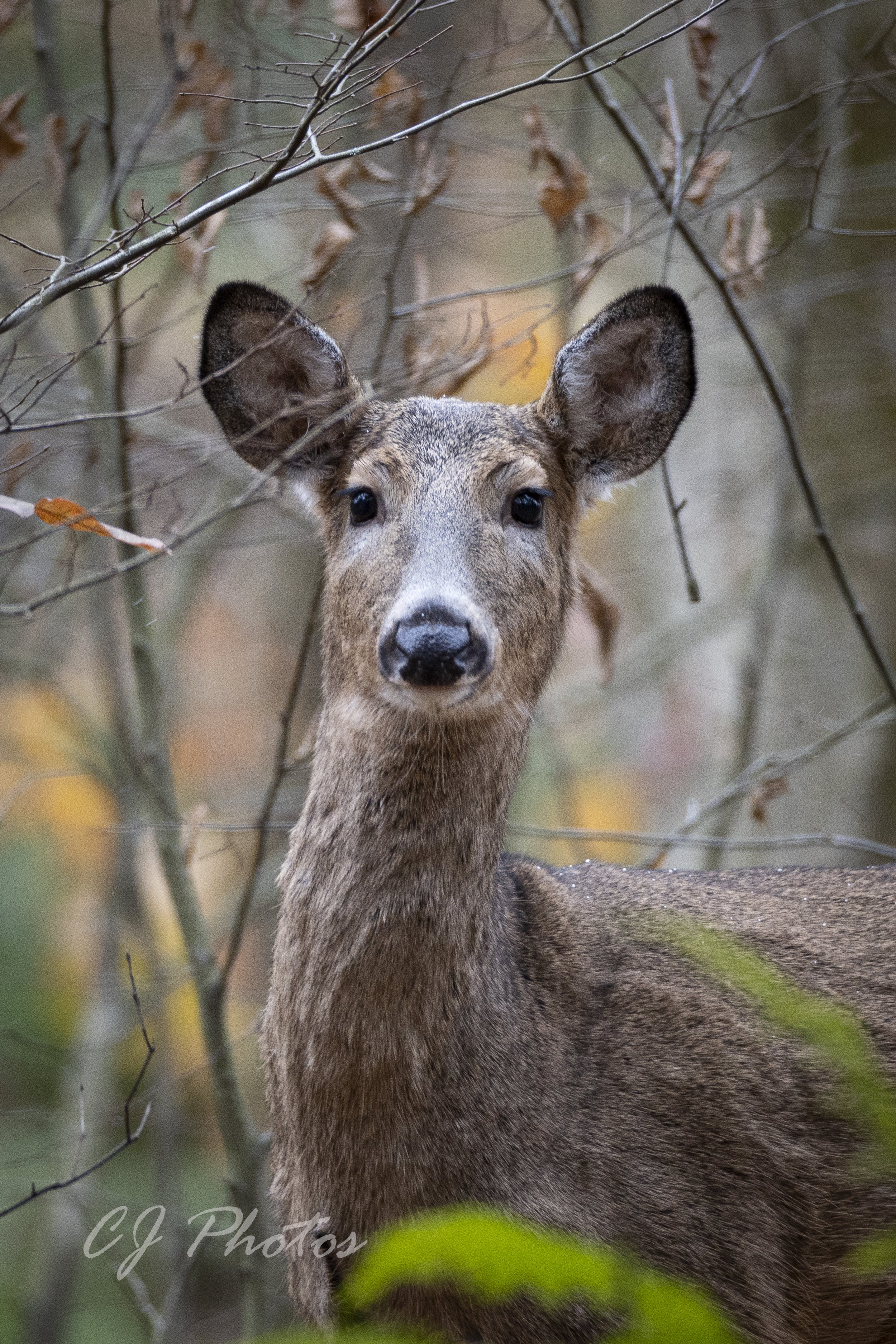 A young deer with large ears standing among leafless branches in a forested area.