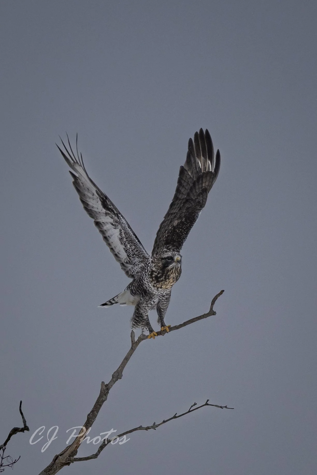 A bird of prey, possibly a hawk or falcon, perched on a leafless branch with wings partially spread against a gray, overcast sky.